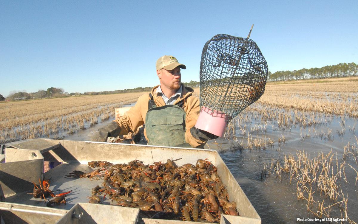 Crawfish harvesting, man in boat moving through rice field holds net, tray of live crawfish in foreground