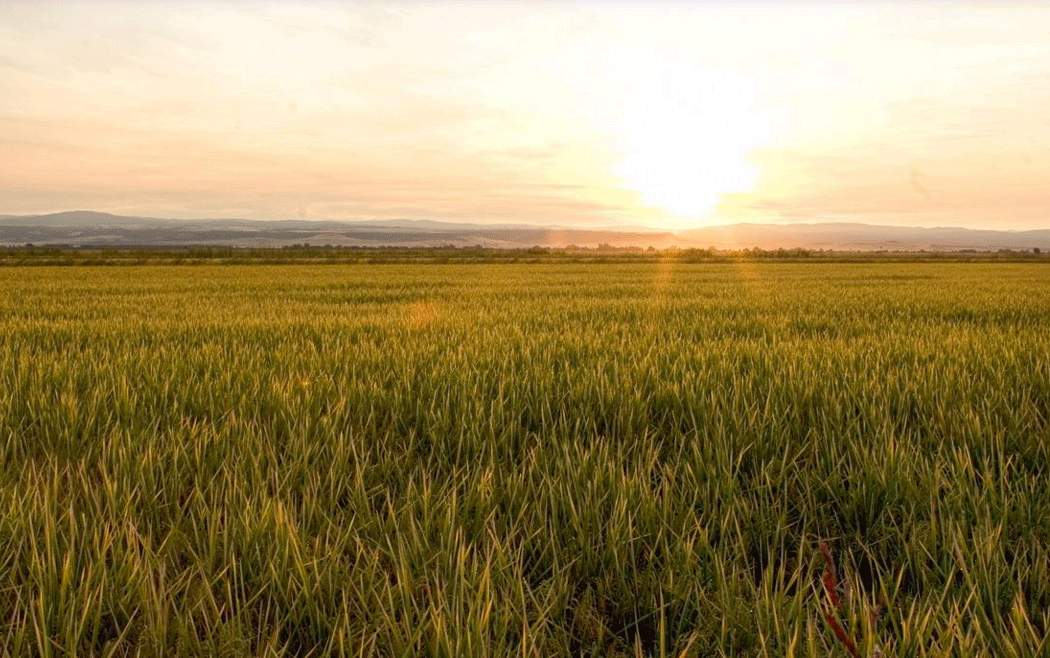 Sunset-at-California rice field, Lundberg photo