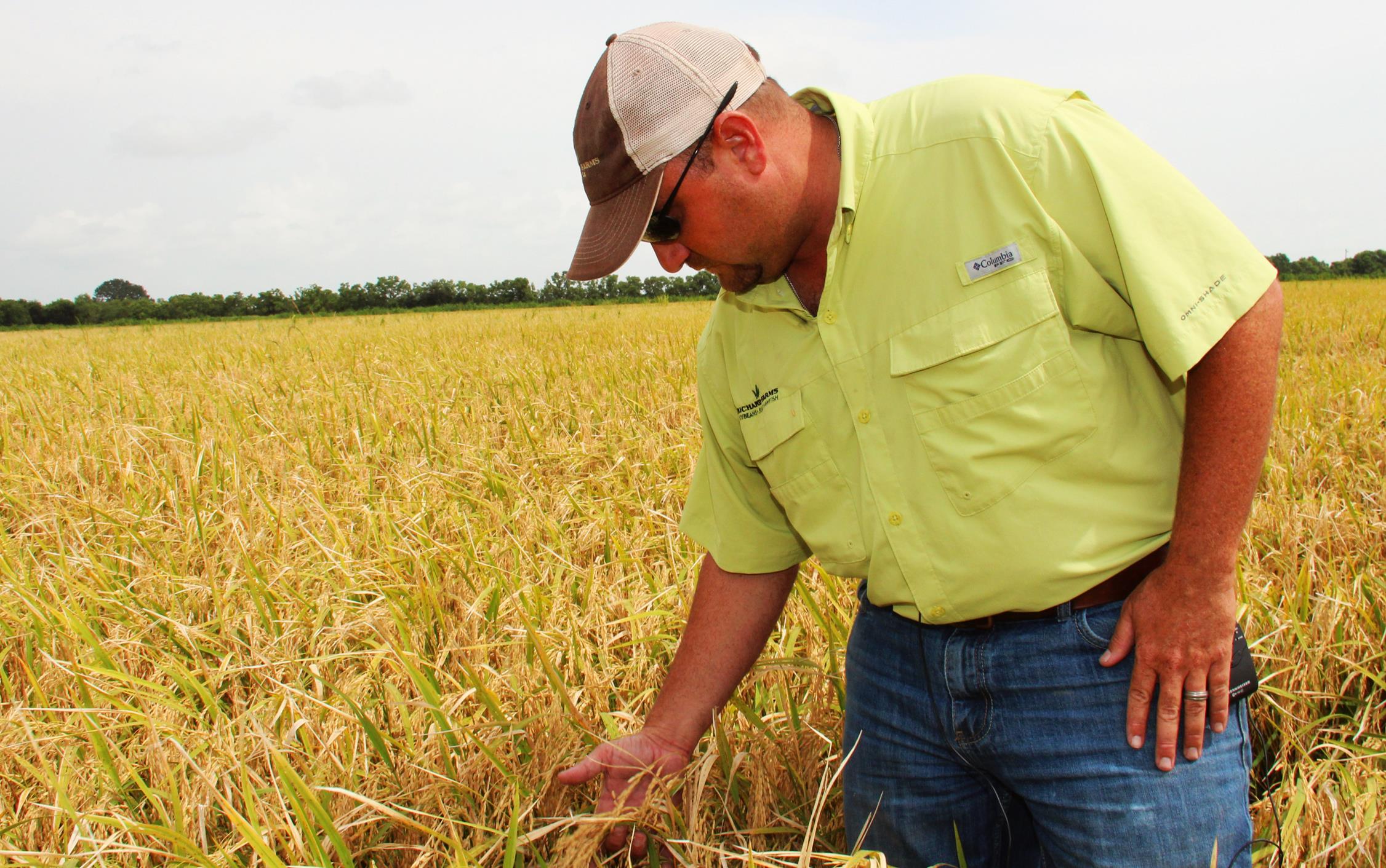 Man wearing yellow shirt, sunglasses and ballcap stands in large field of golden rice, palming rice heads