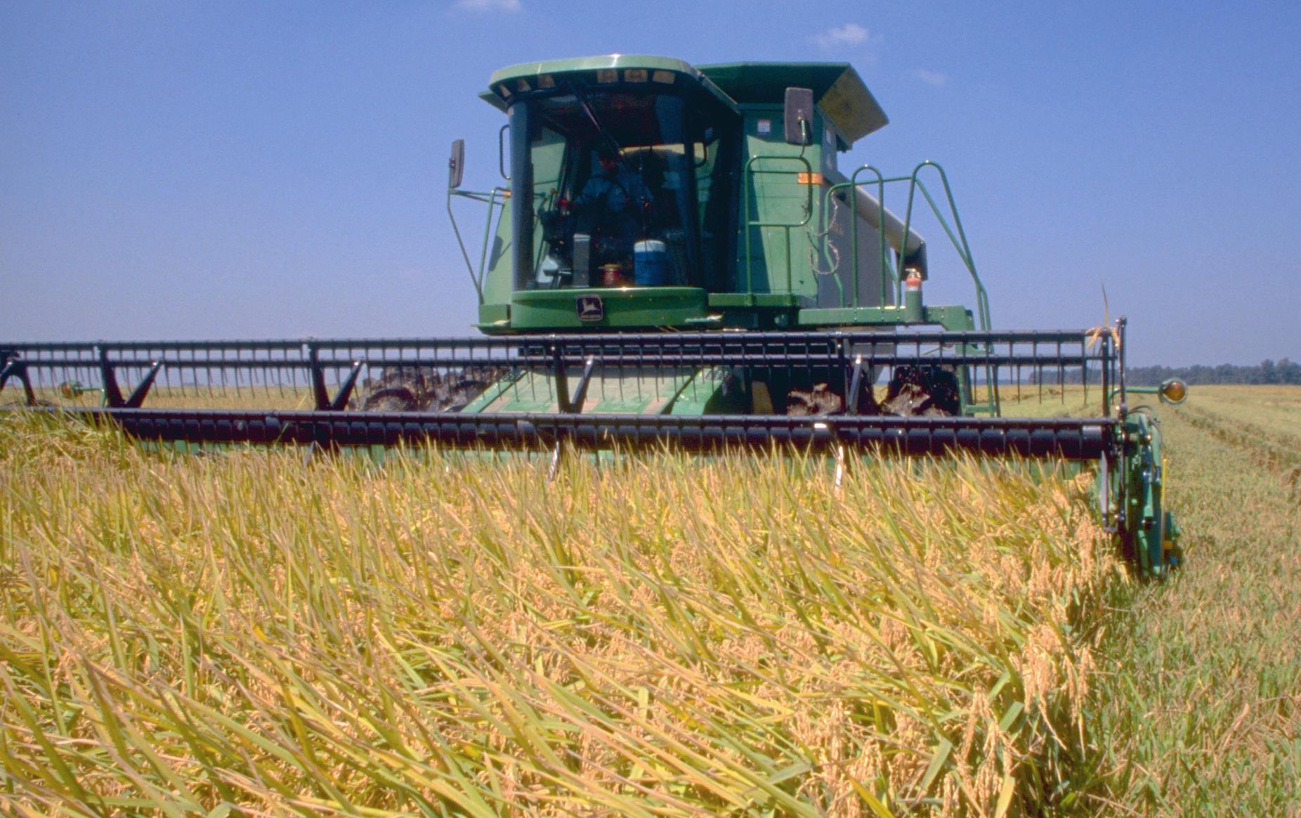 Green harvester cutting in rice field, blue sky background