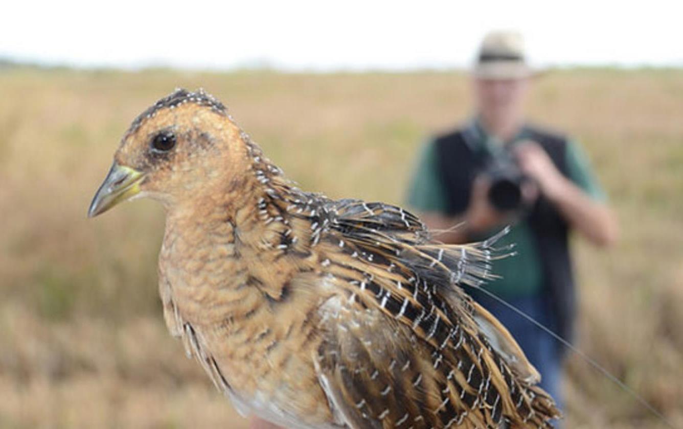 Closeup of Yellow Rail being held in someone