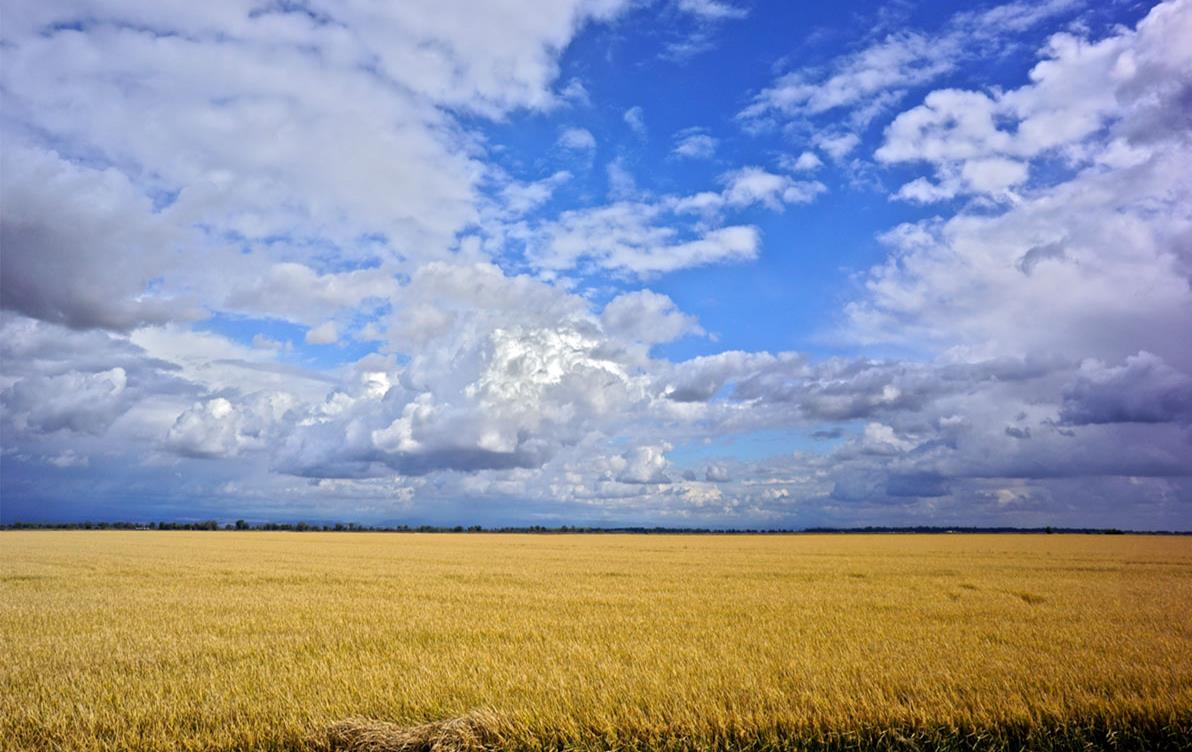 FOODAID-Mature-rice-field-with-blue-sky,-Mary-Wurlitzer-photo