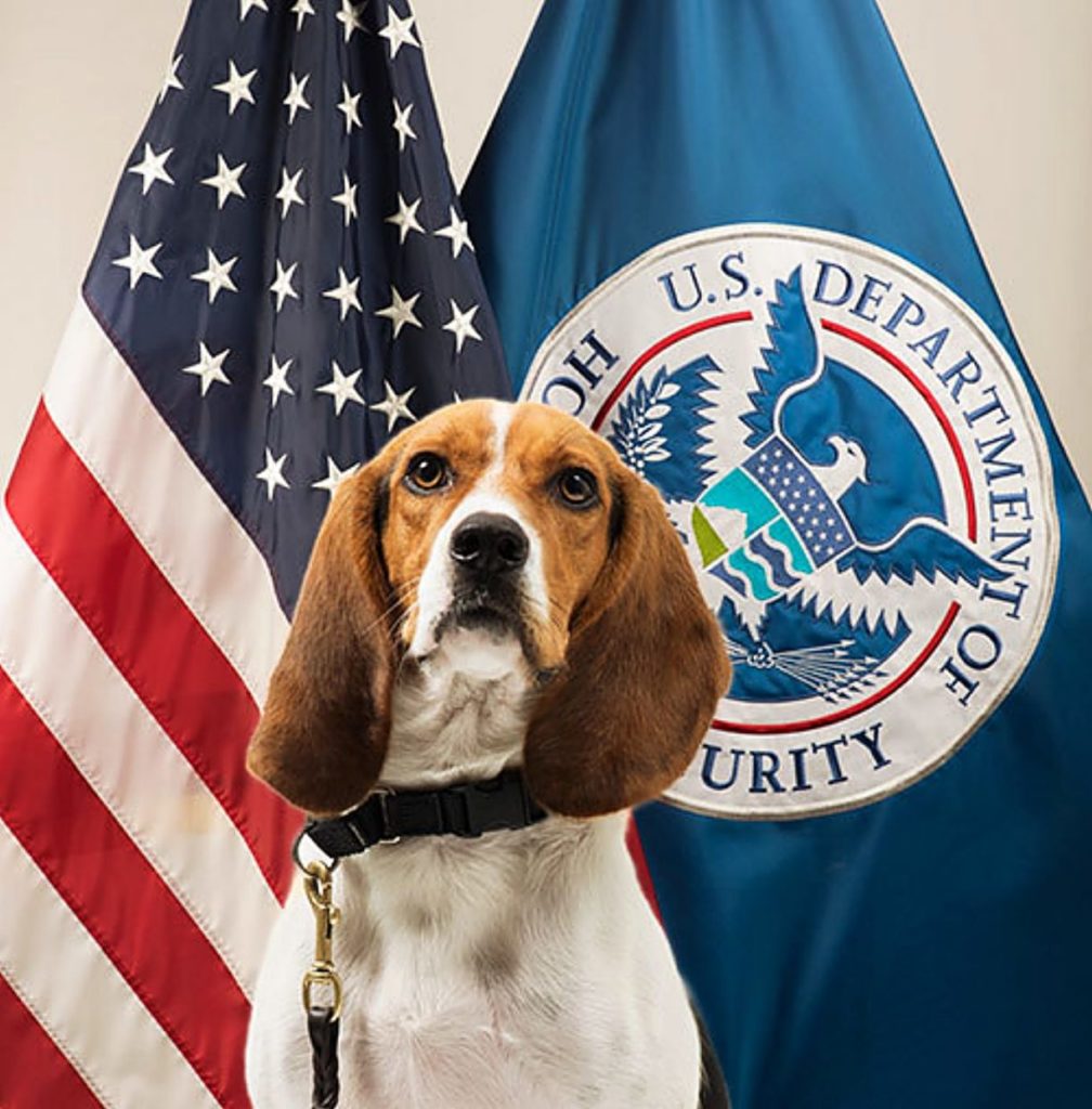 Hound dog with white chest and droopy brown ears in front of flags of US and US Dept of Homeland Security