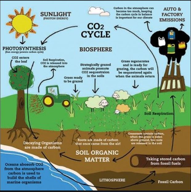 How Have Humans Impacted The Carbon Cycle