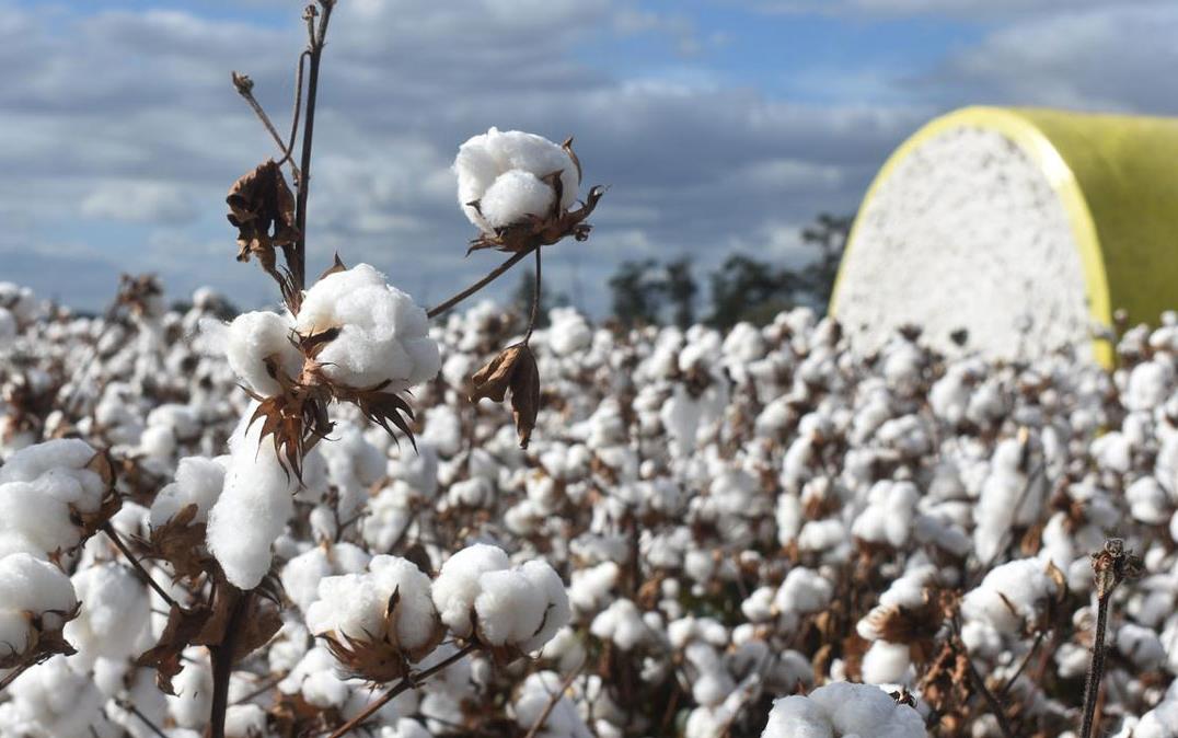 Cotton-field-with-bale