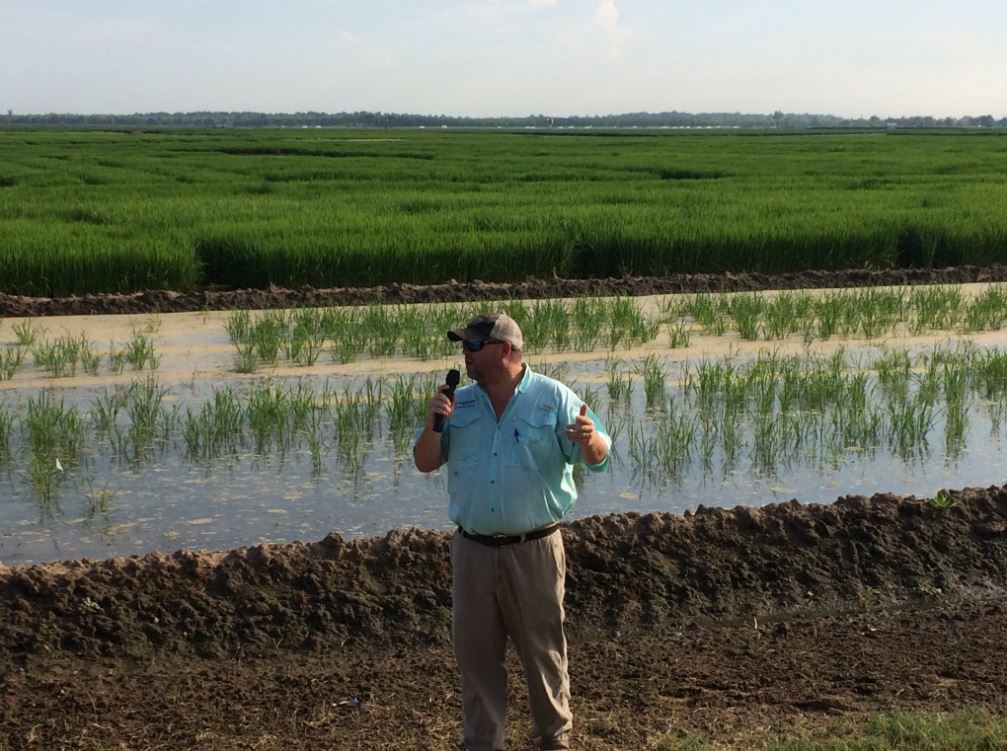 GA-Rice Field Day in Stoneville Draws a Crowd-160718