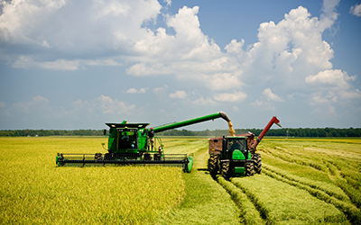Combine Harvester in Rice Field