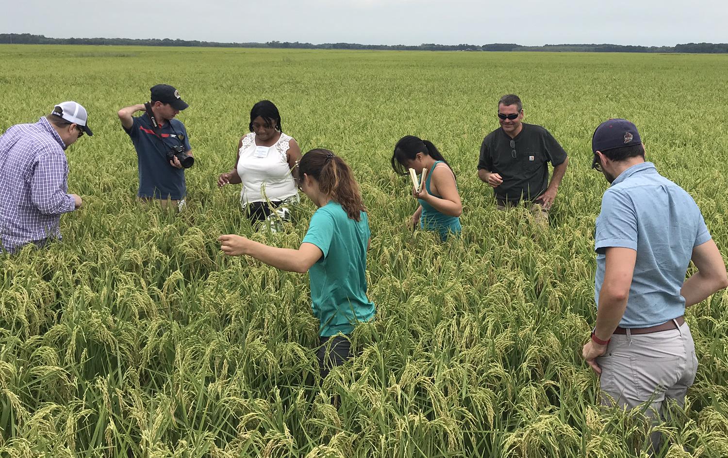 People stand waist-deep in green rice field