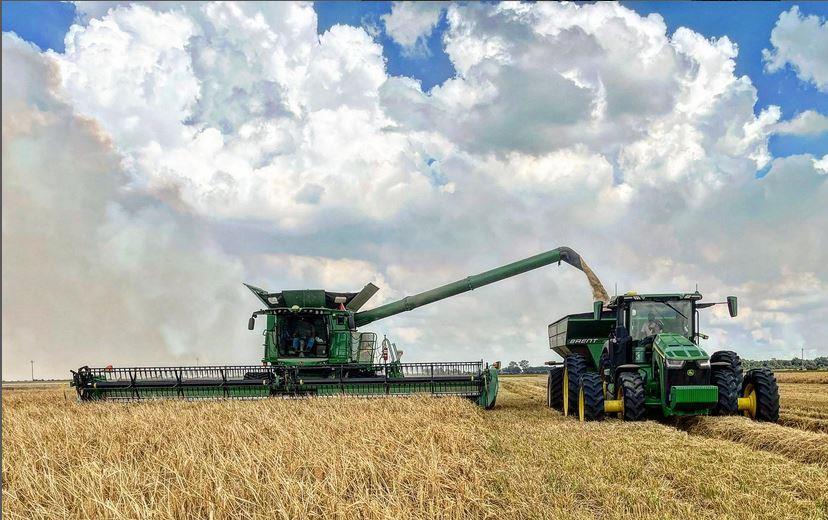 Rice harvest, combine & grain cart, fluffy white clouds in background