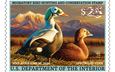 2025-2026 Federal Duck Stamp, painted by Adam Grimm