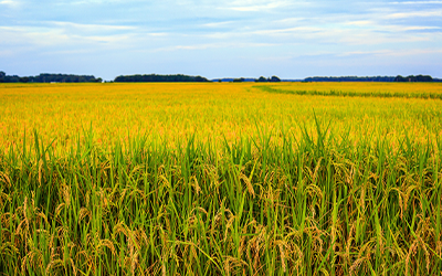 Mature AR Rice Field by photographer Brittney Turner, used as awards photo