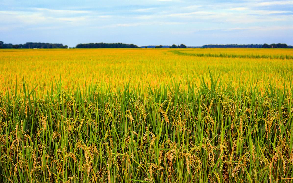 Golden Arkansas rice field