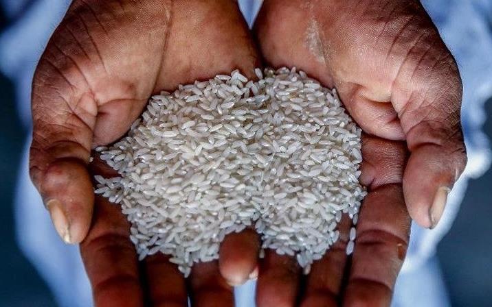 Dark-skinned hands hold raw, white rice