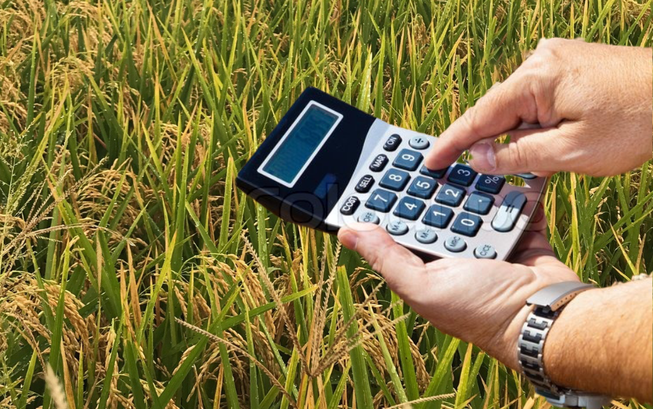 Hands-Holding-Calculator-in-Rice-Field