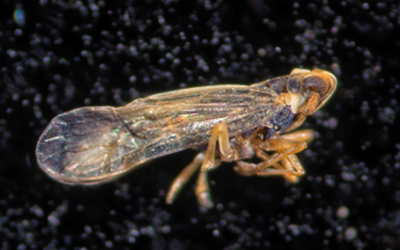 Rice delphacid, close-up