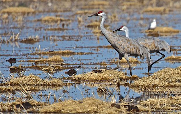 Sandhill cranes wintering in California rice field