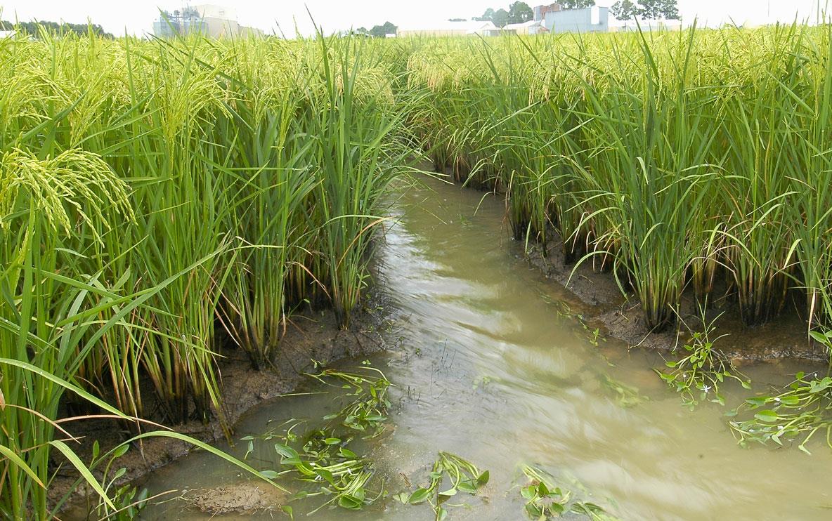 Water flowing in green rice field