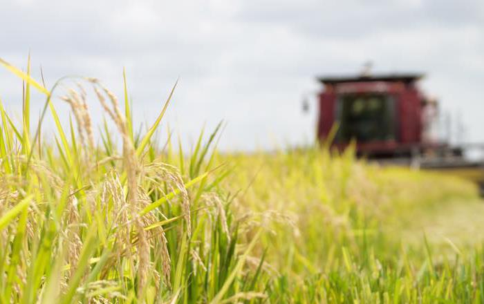 Rice close up with combine blurred in background, Jenna Martin photo