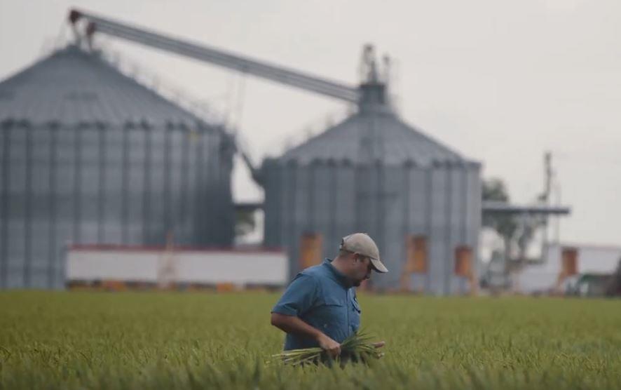 Farmer walks in waist-high rice field, grain bins in background