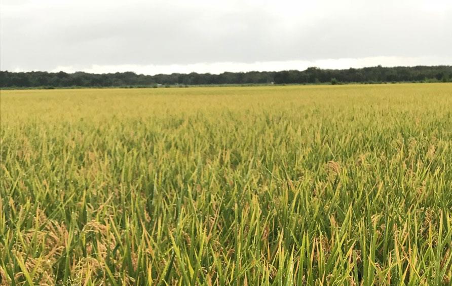 Mature rice field