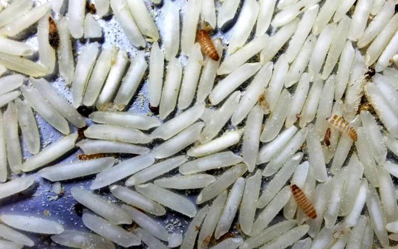 Khapra Beetles crawling on rice grains