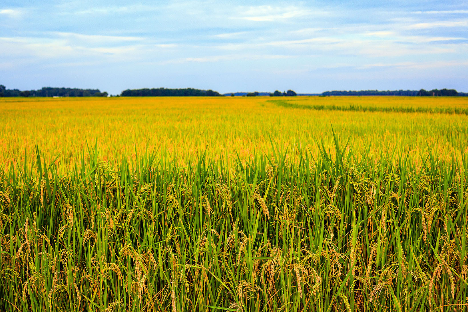 Recipe for New U.S. Rice Trade Opportunities in 2020 and 2021 | USA Rice  Federation