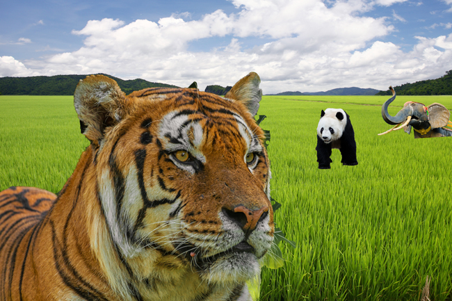 ITP-USDA-WASDE-Report-Projects-India-Will-Dethrone-China-as-World-250415