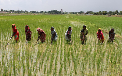 Manual rice production in India, women working in flooded rice paddy