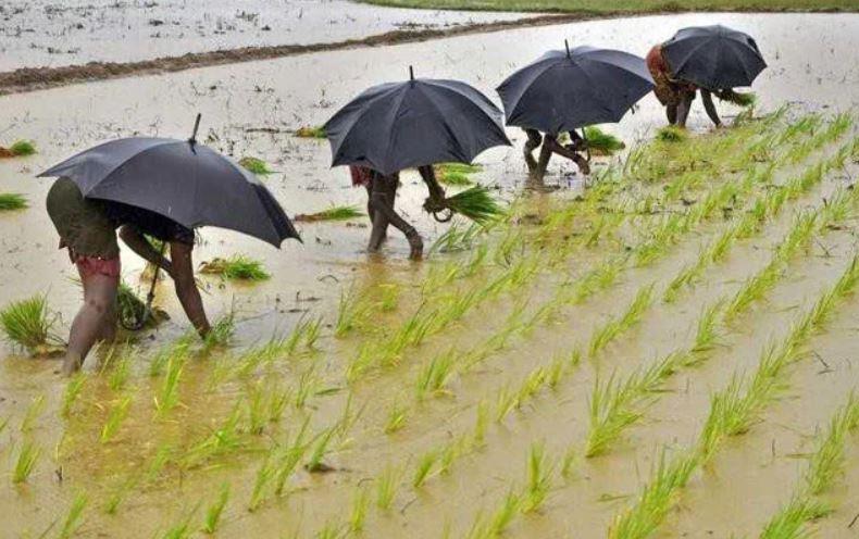 People holding black umbrellas, stooped over hand-planting rice during monsoon