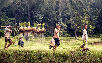 Little children harvesting rice in Asia