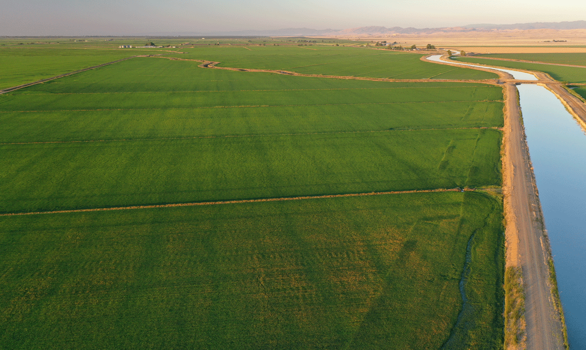 The Heat is On for California Crop USA Rice Federation