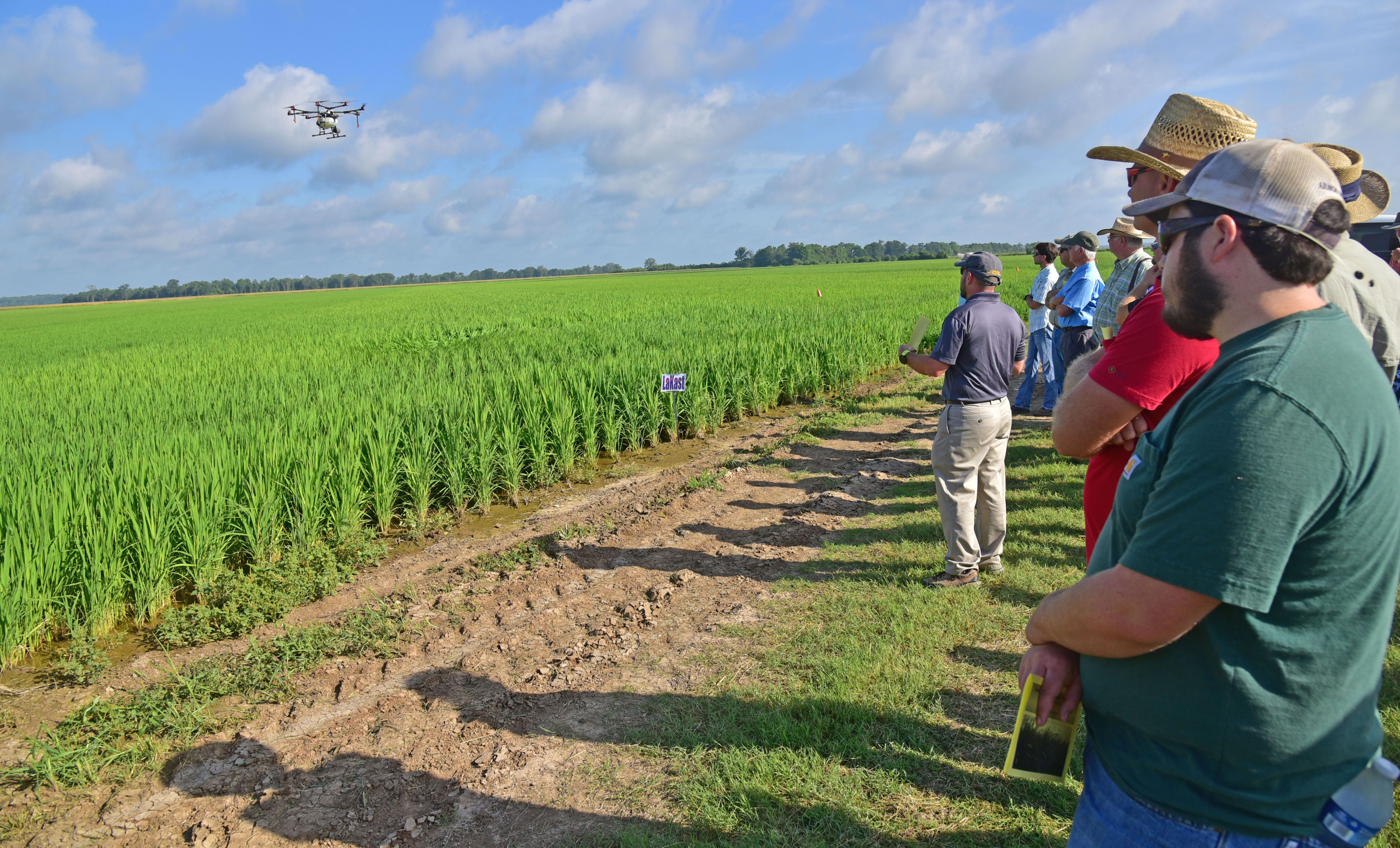 A Lot to Learn at NELA Row Rice Field Day USA Rice Federation
