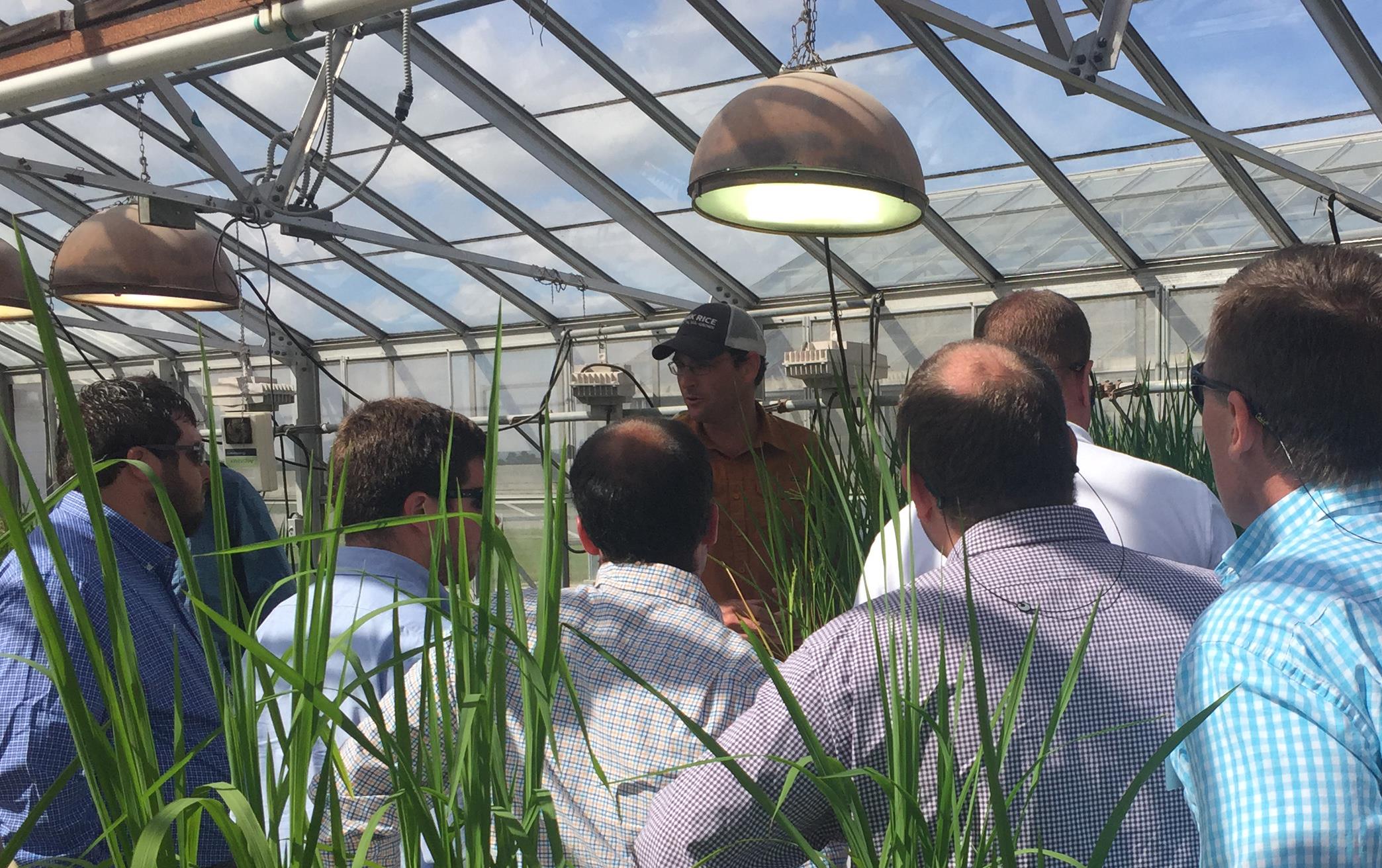 Group of men, backs turned to camera, gather around another man, all standing in a greenhouse with rice plants in individual pots