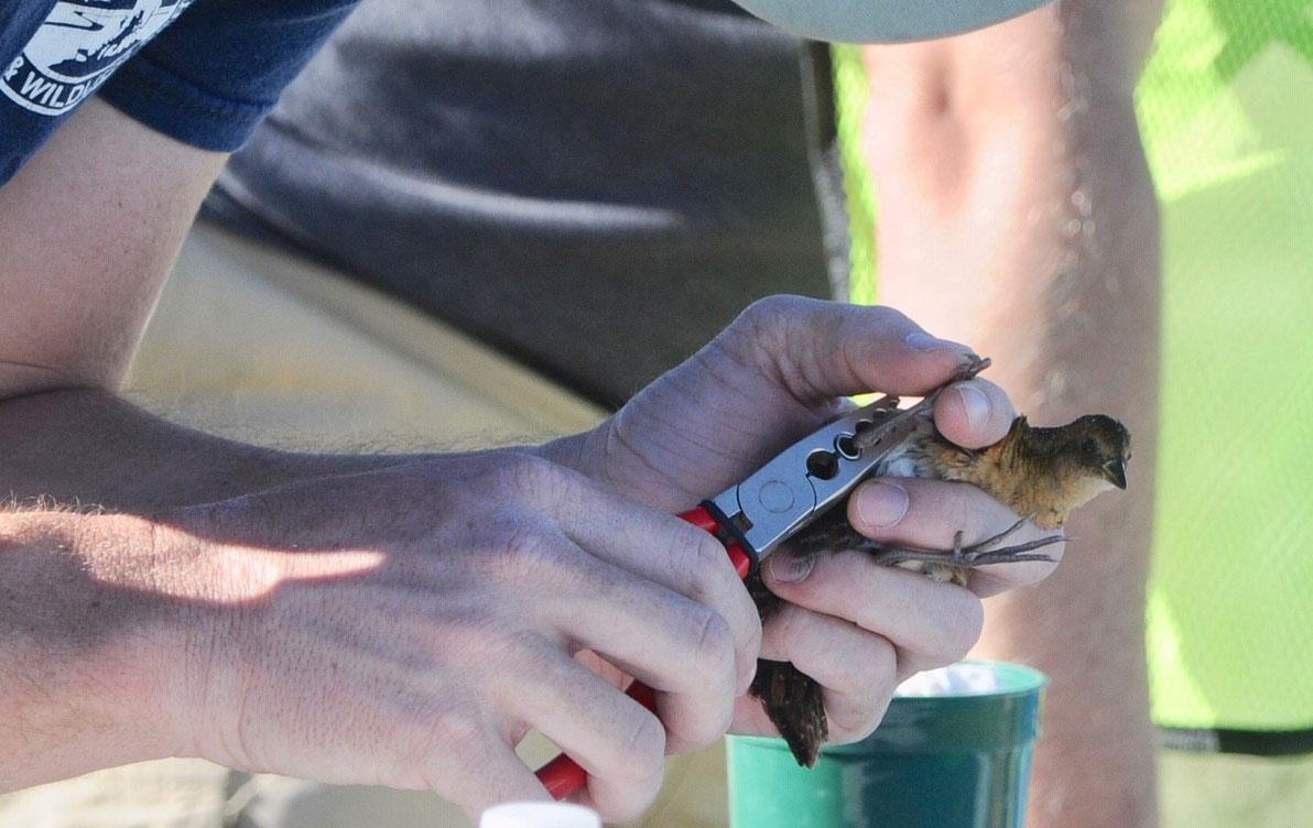Yellow-Rails-&-Rice-Festival,-person using pliers to place an ID band on a small bird, photo by Donna Dittmann