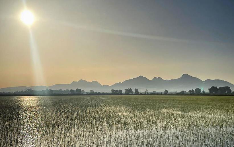 2023-CA-Rice-Crop emerging, Sutter Buttes in background, shimmering light over flooded rice field Kurt-Richter-photo