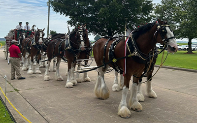 MS.w-AB Field Day, Clydesdales-250616