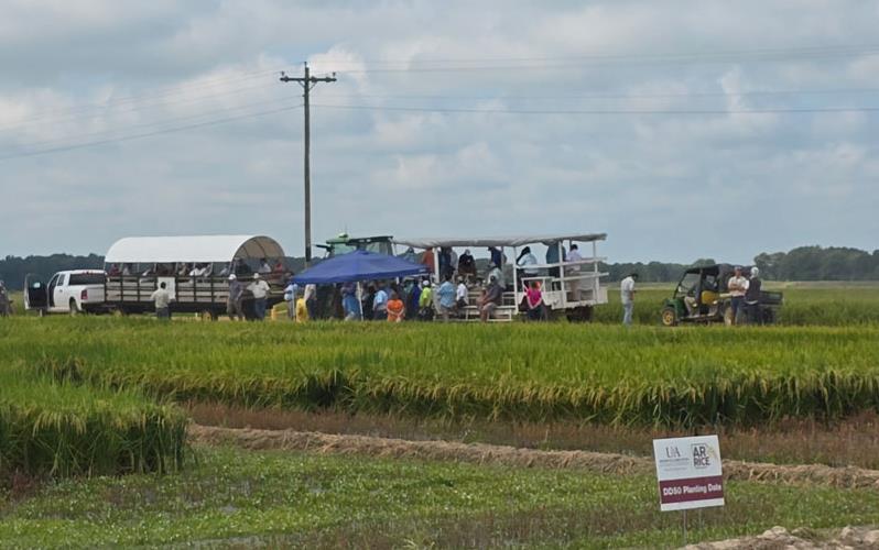 AR-Field-Day,-field-tour with trucks and trailers driving through research rice plots