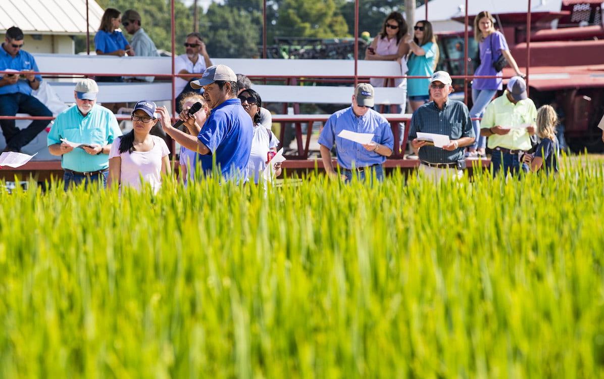 AR Rice Field Day, view from field with green rice field in foreground and attendees in background