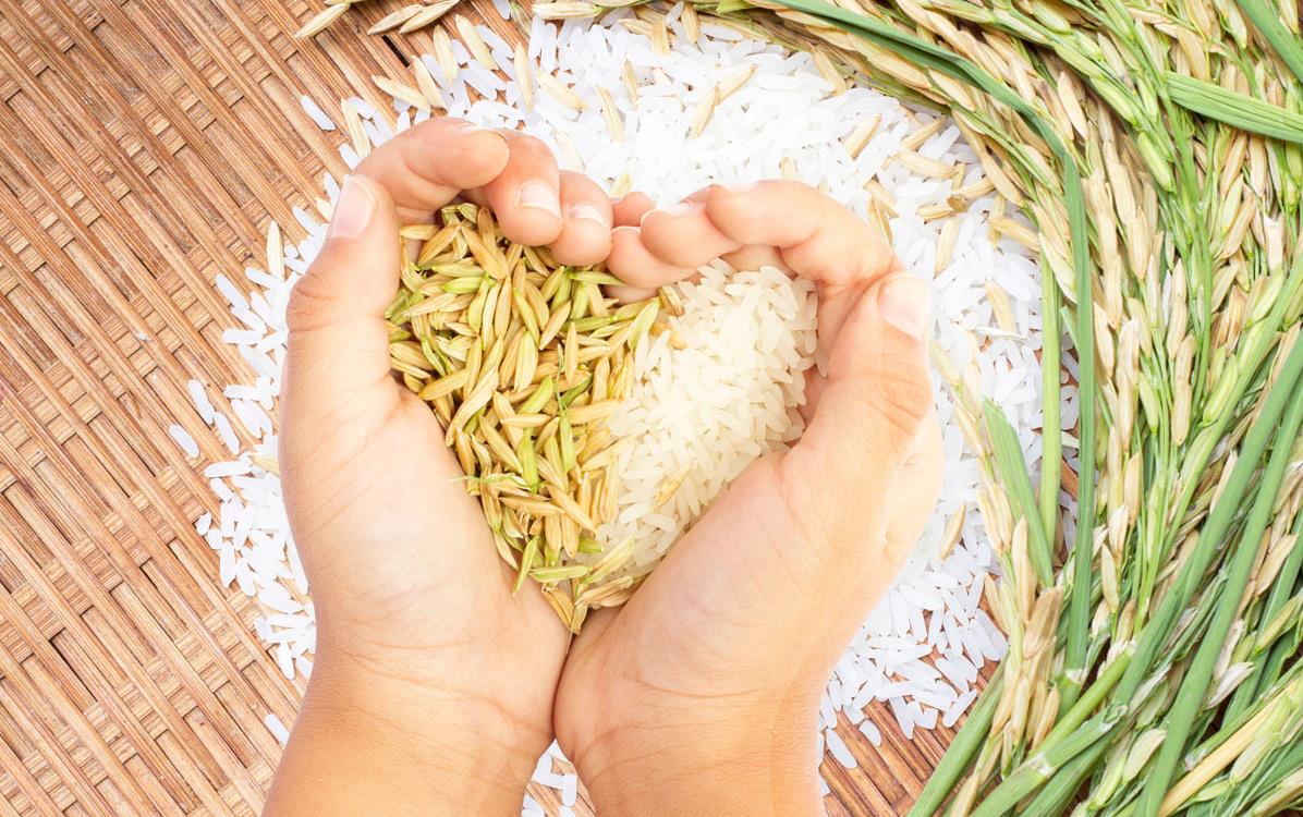 Brown-&-White-Rice held in hands shaped like a heart with pannicles and mat in background