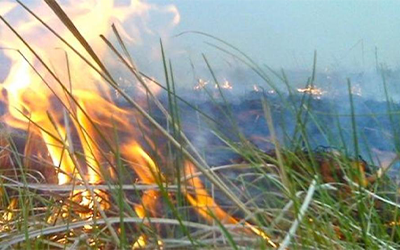 Close-up of controlled burning in AR rice fields