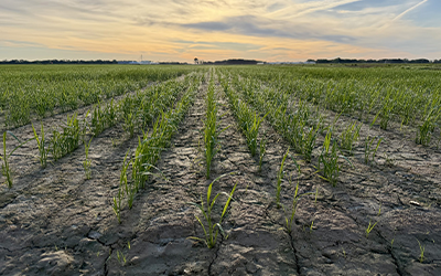 Research plots at Rice Research Station, Crowley LA