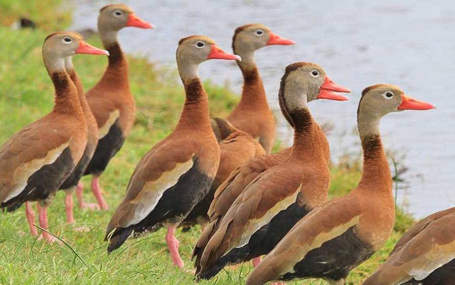 DU Photo of Black-Bellied Whistling Ducks in a row at edge of flooded field