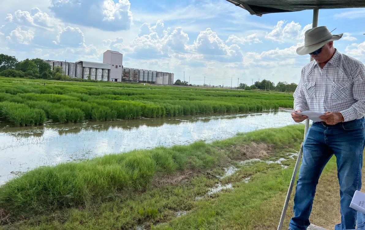 Man looks at paper in his hand, standing next to rice research plots