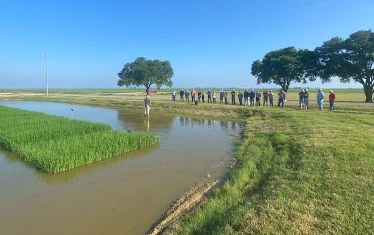 Evangeline-Field-Day,-group of people standing at edge of research plot listening to speaker stands in flooded rice field