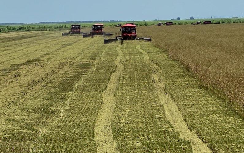 Three combines harvest mature rice field