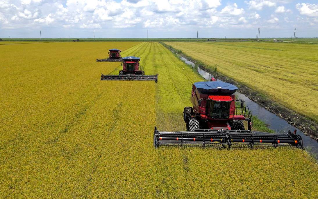 Florida-harvest,-three-red combines cutting in mature, golden rice field,-D.-Cavazos-photo
