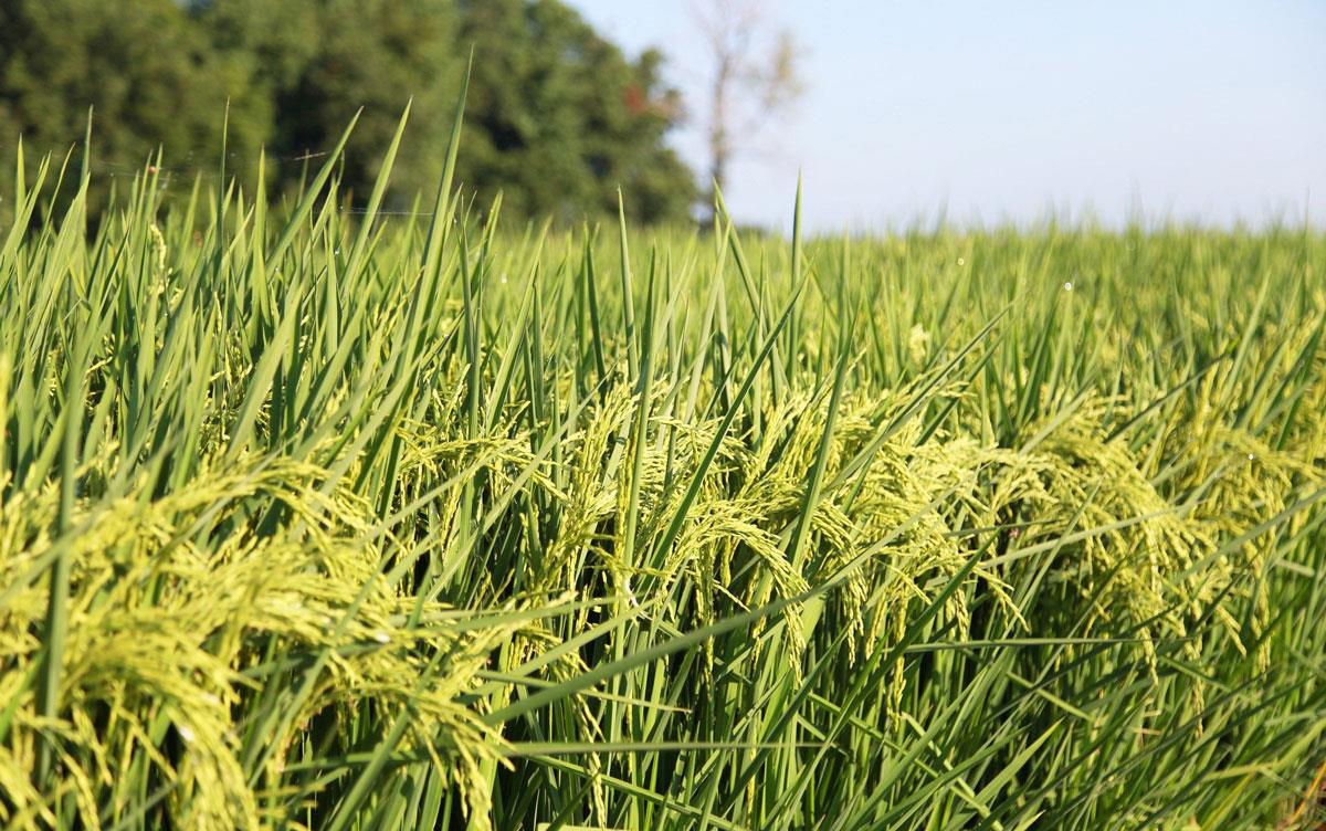 Flowering rice