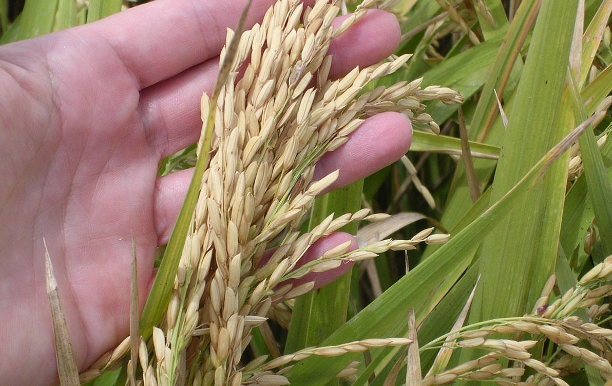 Hand-holding-rice-stalks