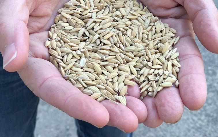 White Hands Filled With Paddy Rice, CRC photo