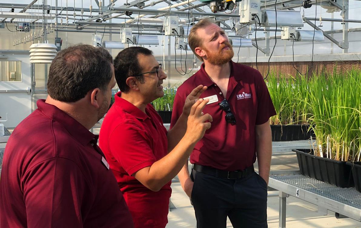 Three men wearing maroon shirts in research-lab, surrounded by rice research plants in bins on tables